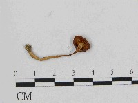 登錄號:F0014435藏品圖，第3張