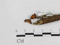 小皮傘屬藏品圖，第3張