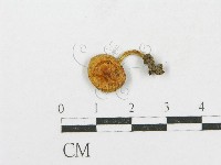 登錄號:F0014438藏品圖，第1張
