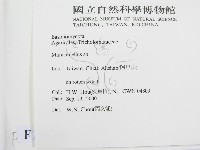 微皮傘屬藏品圖，第2張