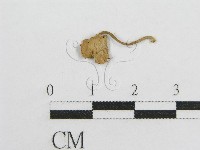 微皮傘屬藏品圖，第1張