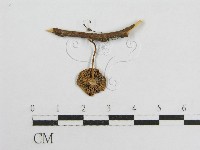 微皮傘屬藏品圖，第3張