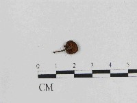 小菇屬藏品圖，第3張