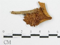 登錄號:F0014442藏品圖，第1張