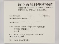 傘菌屬藏品圖，第2張