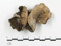 傘菌屬藏品圖，第1張