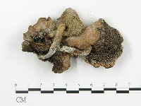 傘菌屬藏品圖，第3張