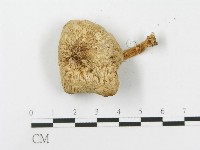 登錄號:F0014448藏品圖，第4張