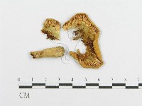 登錄號:F0014450藏品圖，第1張