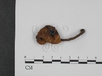 登錄號:F0014451藏品圖，第1張