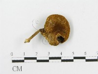 登錄號:F0014452藏品圖，第3張