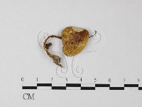 登錄號:F0014454藏品圖，第1張