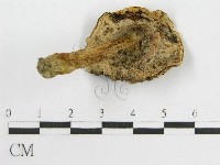 登錄號:F0014456藏品圖，第1張