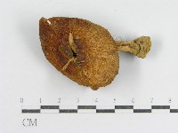 登錄號:F0014457藏品圖，第1張