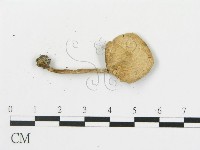 登錄號:F0014458藏品圖，第3張