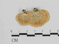 相鄰小孔菌藏品圖，第3張