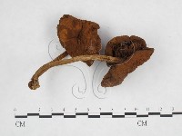 登錄號:F0014461藏品圖，第3張