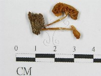 登錄號:F0014462藏品圖，第1張