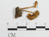 登錄號:F0014462藏品圖，第4張