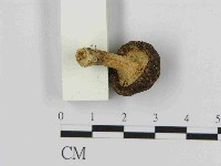 登錄號:F0014463藏品圖，第1張