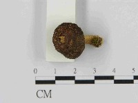 登錄號:F0014463藏品圖，第3張