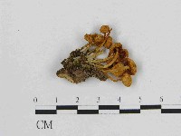 小菇屬藏品圖，第3張