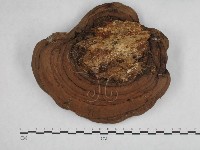 登錄號:F0014465藏品圖，第1張