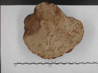 登錄號:F0014465藏品圖，第3張