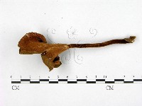 登錄號:F0014466藏品圖，第1張