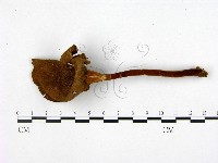 登錄號:F0014466藏品圖，第3張