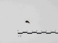 銀耳屬藏品圖，第3張