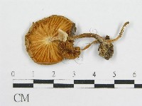 登錄號:F0014469藏品圖，第3張