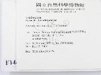 糙皮側耳藏品圖，第2張