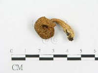 糙皮側耳藏品圖，第1張