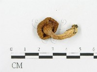 糙皮側耳藏品圖，第3張