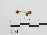 登錄號:F0014472藏品圖，第1張