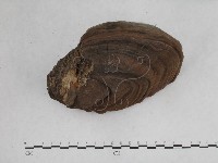 登錄號:F0014473藏品圖，第5張