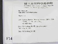 小菇屬藏品圖，第2張