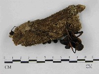 小菇屬藏品圖，第1張