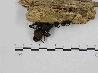 小菇屬藏品圖，第3張