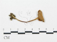 杯傘屬藏品圖，第1張