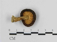 登錄號:F0014480藏品圖，第1張