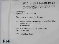 糙皮側耳藏品圖，第2張