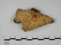 糙皮側耳藏品圖，第3張