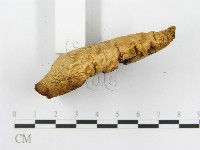 糙皮側耳藏品圖，第4張