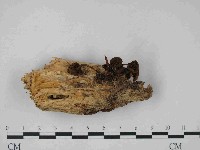 登錄號:F0014483藏品圖，第1張