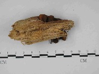 登錄號:F0014483藏品圖，第3張