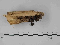 登錄號:F0014483藏品圖，第4張