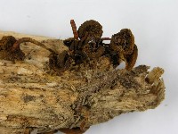 登錄號:F0014483藏品圖，第5張