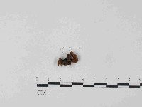 登錄號:F0014485藏品圖，第1張